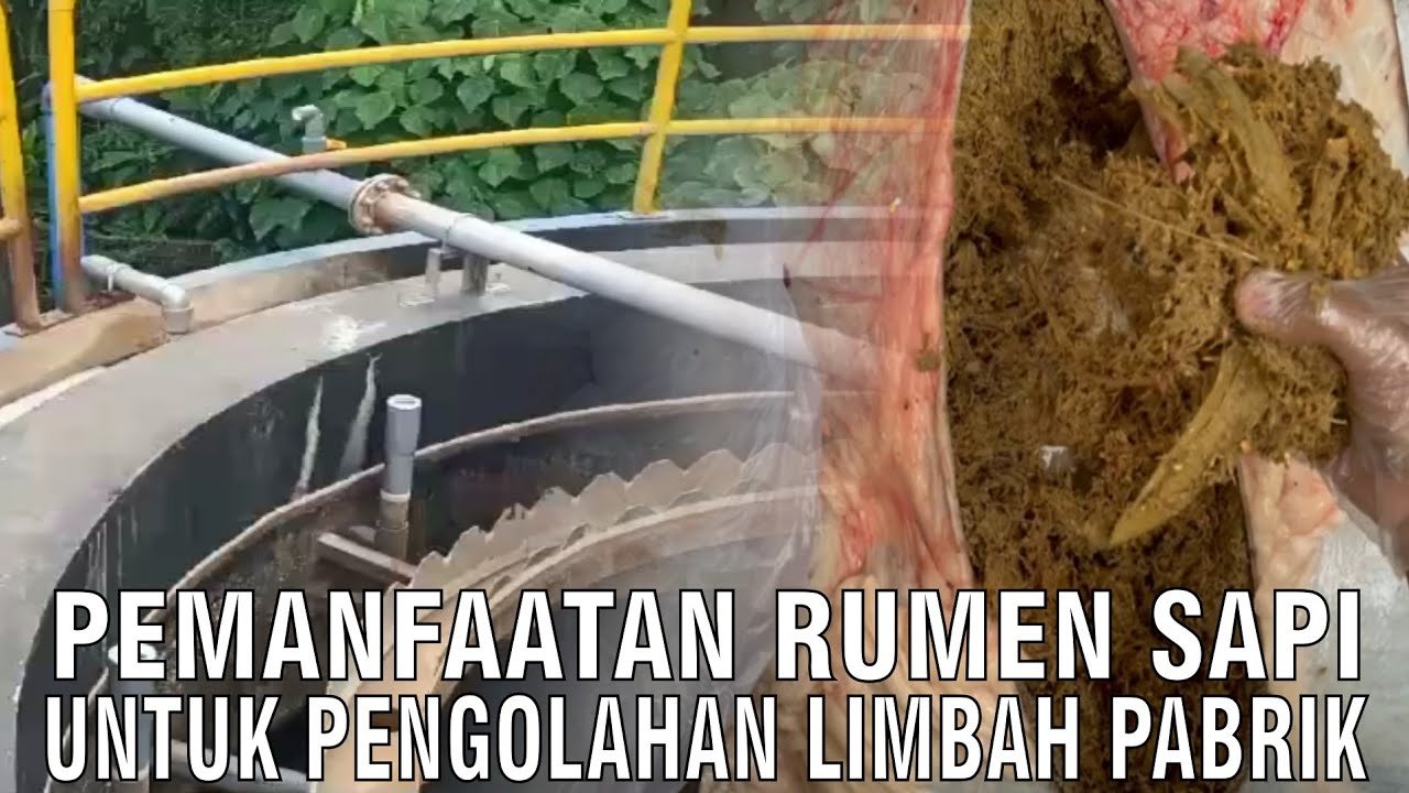 
                                 Pemanfaatan-Rumen-Sapi-Untuk-Pengolahan-Limbah-Pabrik